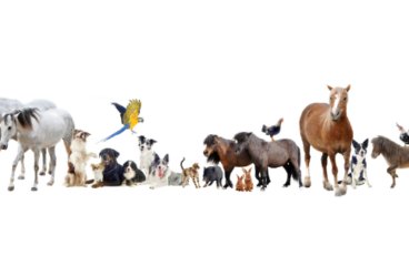 PEMF therapy for animals