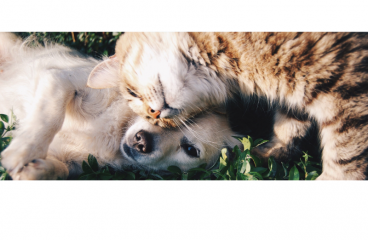 PEMF therapy for animals with arthritis