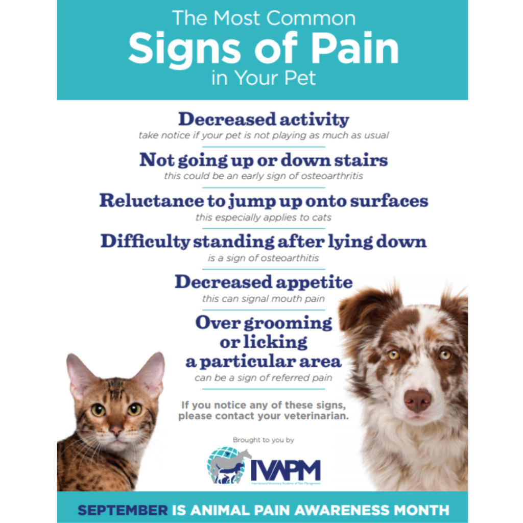 Is your pet in pain? Manage animal pain with PEMF therapy PEMF News