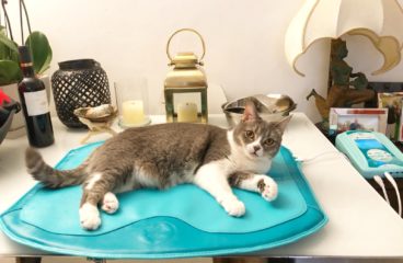 Find out how the Furry Temples have experienced amazing results with PEMF therapy