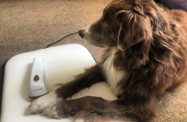PEMF for pets – Can our furry friends benefit as well?