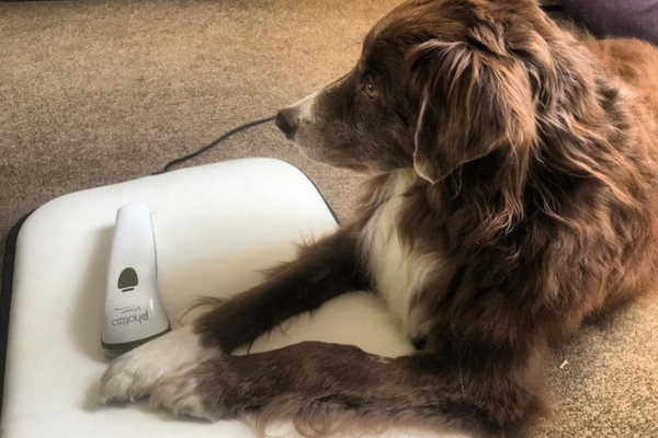 PEMF therapy used on Pets